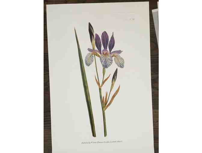 Botanicals of Mount Vernon Prints - Photo 4