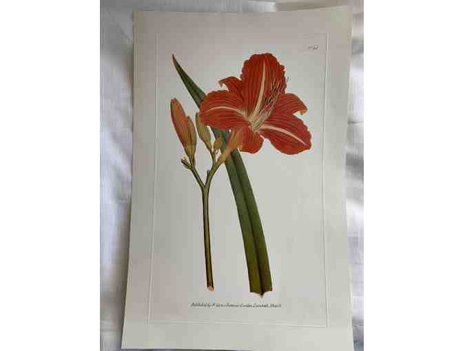 Botanicals of Mount Vernon Prints - Photo 1