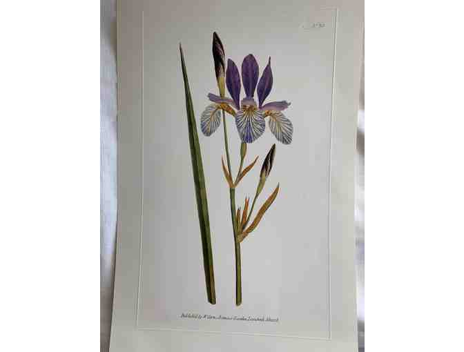 Botanicals of Mount Vernon Prints