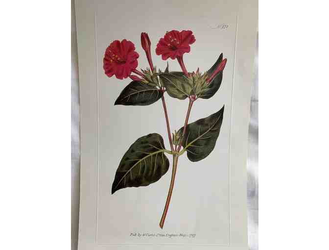 Botanicals of Mount Vernon Prints