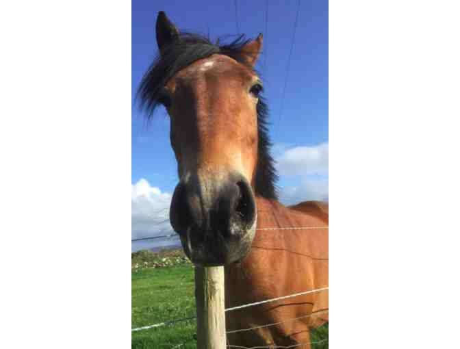 LIVE: Week Long Stay in Ireland House