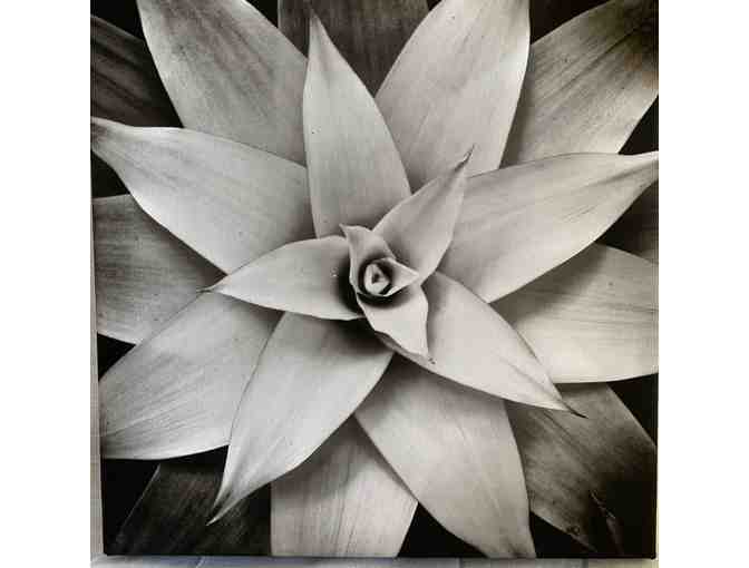 Bromeliad Flower Detail - Photo 1