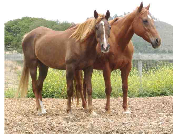 Horse Basics, Tailored for the young horse lover (or check this off your bucket list!)