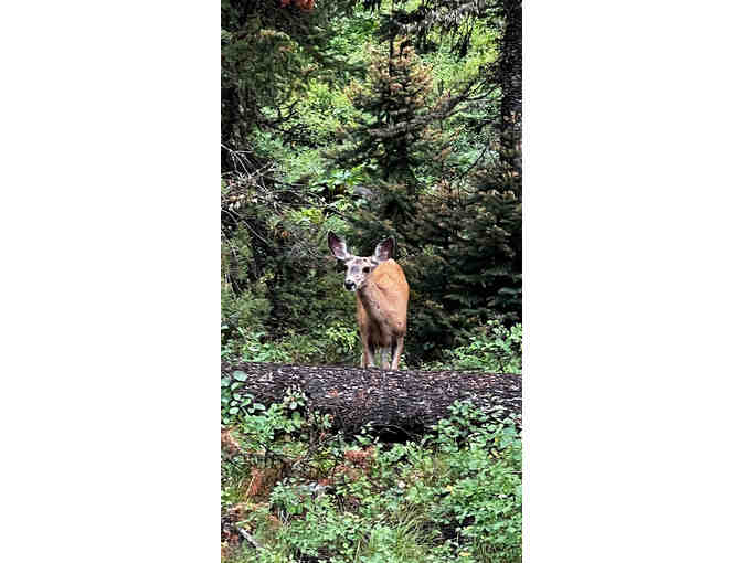 5 Night Stay in Spectacular Teton Cabin