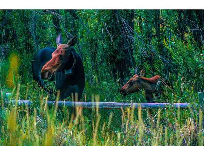 5 Night Stay in Spectacular Teton Cabin