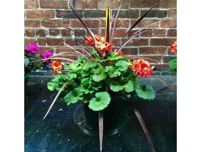 Geranium with Cordyline - coral/red, from the set of Native Gardens
