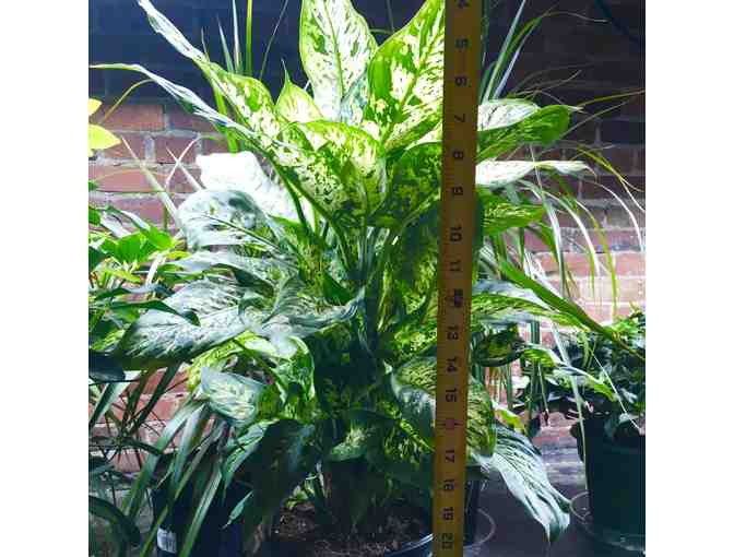 Dieffenbachia, from the set of Native Gardens