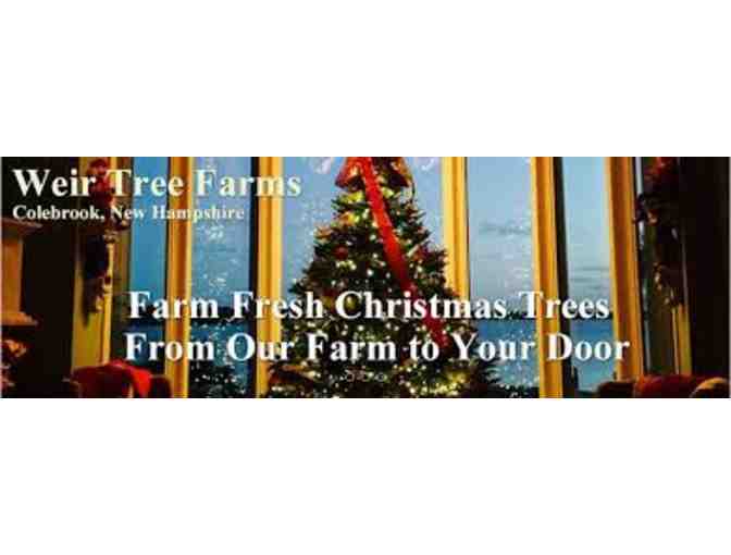 7' Christmas Tree delivered to your door! / 7 'Arbol de Navidad entregado a su puerta!