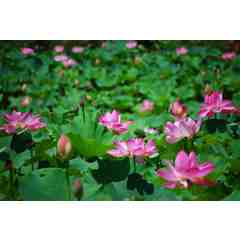 Kenilworth Aquatic Gardens