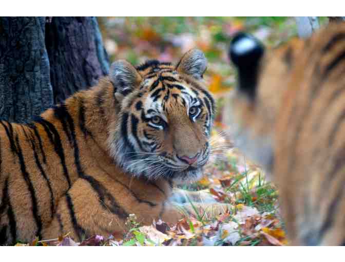 Bronx Zoo - 4 (four) Guest Passes, 2 Adults & 2 Children