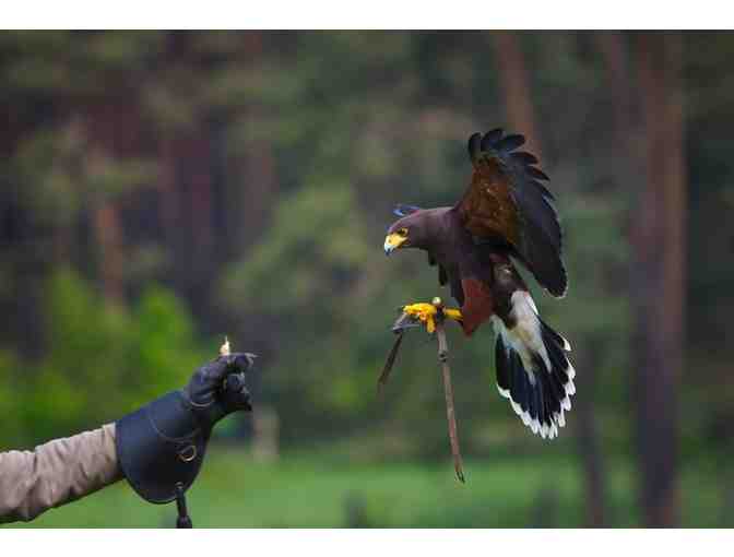 Beginner Falconry Experience for Two with Broadmoor Outfitters!