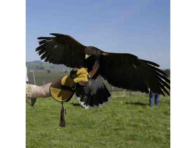 Beginner Falconry Experience for Two with Broadmoor Outfitters!