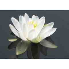 Darlynn Bates, Present Moment Photography