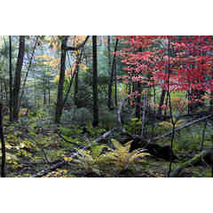 Richard F. Liotta: Fine art nature photography