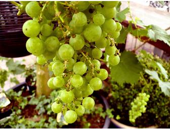 Private Wine Tasting and Winery Tour for 10 from Times Ten Cellars