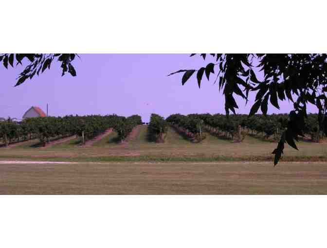 Arche Winery & Vineyard Tour for 4