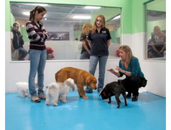 Kate Perry - Puppy Socialization Class