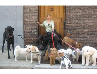 Kate Perry - Basic Obedience Group Class
