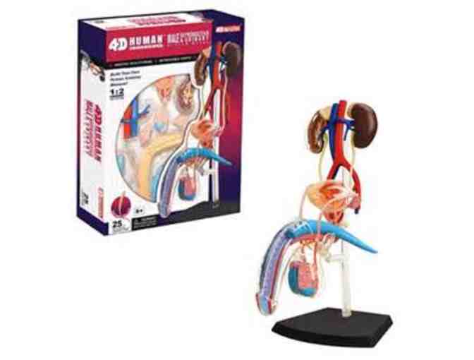 Anatomy Toy Bundle!