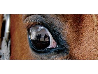 War Horse at Lincoln Center, 2 House Seats