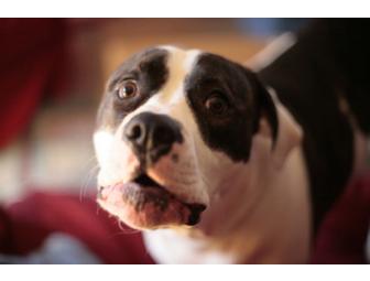 Photo session with your pet by Rebelglam (includes 8x10 print)