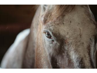 Photo session with your pet by Rebelglam (includes 8x10 print)