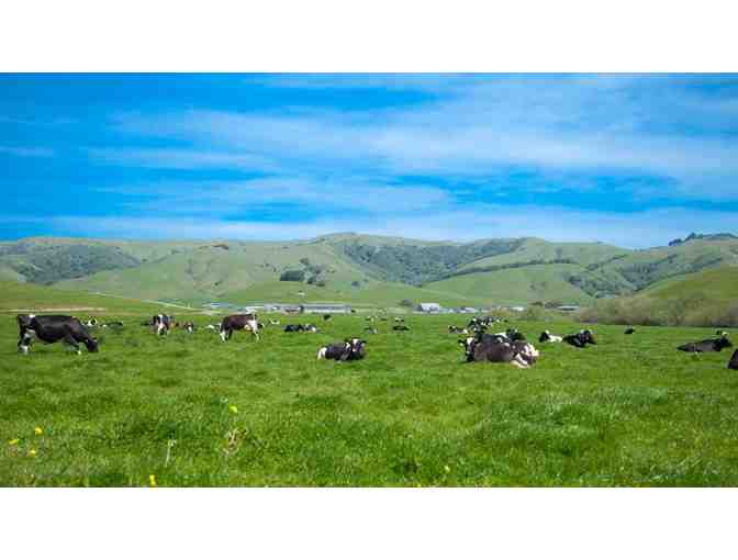 Organic Artisanal Cheeses by Nicasio Valley Cheese
