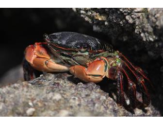 Life at the Edge of the Sea: A Tidepool Tour with Dr. Ben Becker for Ten