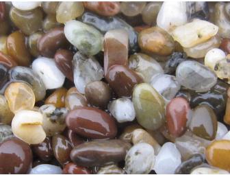 Life at the Edge of the Sea: A Tidepool Tour with Dr. Ben Becker for Ten