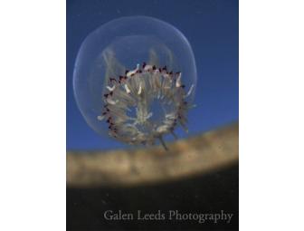 Picture the Park by Kayak with Photographer Galen Leeds & Point Reyes Outdoors for Six