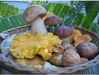 A Wild Gourmet Mushroom Foray w/David Campbell, Osteria Stellina & Olema Druids Hall