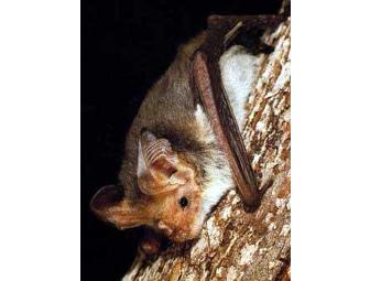 Go Batty for Point Reyes: A Night in the Field with Dr. Gary Fellers