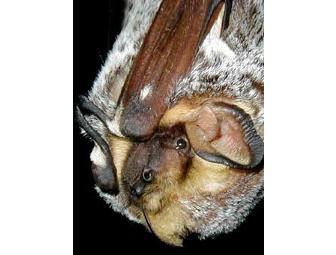 Go Batty for Point Reyes: A Night in the Field with Dr. Gary Fellers