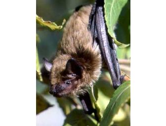 Go Batty for Point Reyes: A Night in the Field with Dr. Gary Fellers
