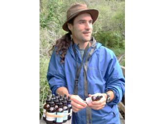 Discovering Edible and Medicinal Plants at the Seashore