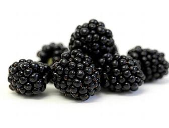 Discovering Edible and Medicinal Plants at the Seashore