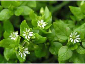 Discovering Edible and Medicinal Plants at the Seashore