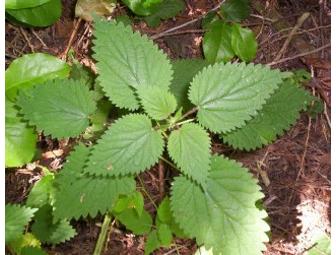 Discovering Edible and Medicinal Plants at the Seashore