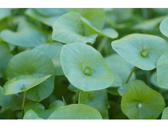 Discovering Edible and Medicinal Plants at the Seashore