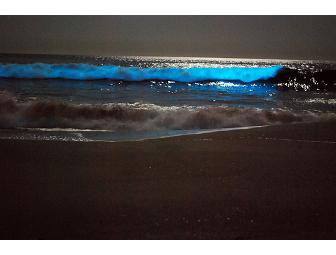A Brilliant Bioluminescent Kayak on the Bay