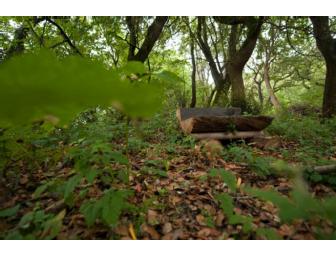 A Weekend in the Woods: A Retreat & Gourmet Dinner at the Mornell Estate