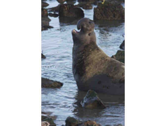 Marvelous Marine Mammal Excursion w/ Dr. Sarah G. Allen for Six + UC Press Book Collection