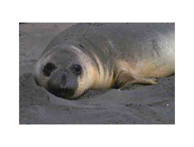 Marvelous Marine Mammal Excursion w/ Dr. Sarah G. Allen for Six + UC Press Book Collection