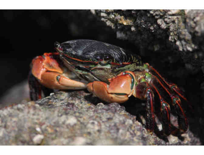 Life at the Edge of the Sea: A Tidepool Tour with Dr. Ben Becker for Ten