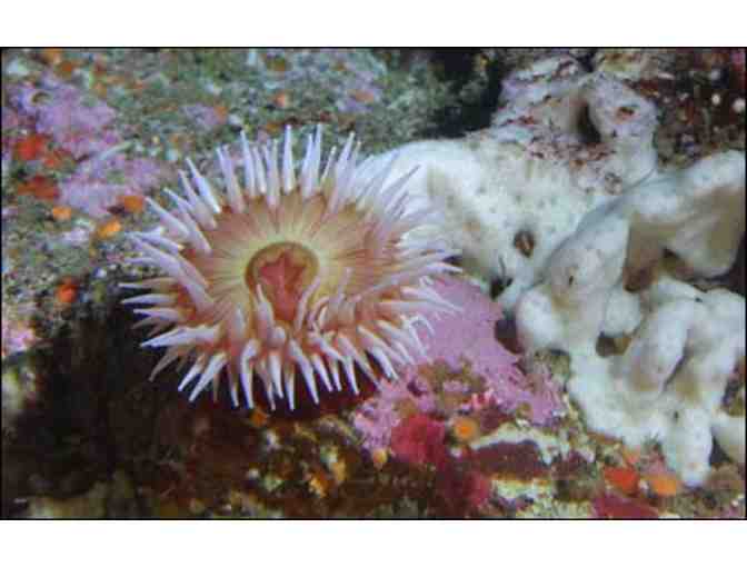 Life at the Edge of the Sea: A Tidepool Tour with Dr. Ben Becker for Ten