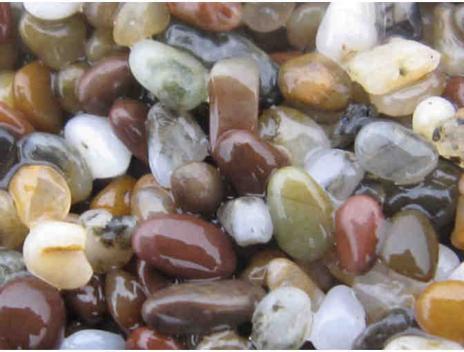 Life at the Edge of the Sea: A Tidepool Tour with Dr. Ben Becker for Ten