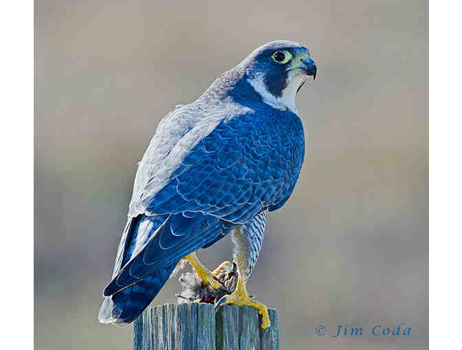 Hawk Walk: An Awesome Avian Adventure with David Wimpfheimer + Eagle Optics Binoculars
