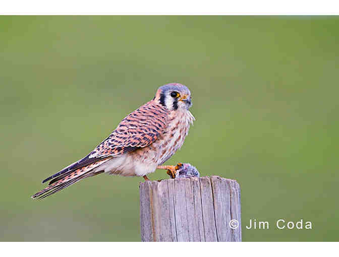 Hawk Walk: An Awesome Avian Adventure with David Wimpfheimer + Eagle Optics Binoculars