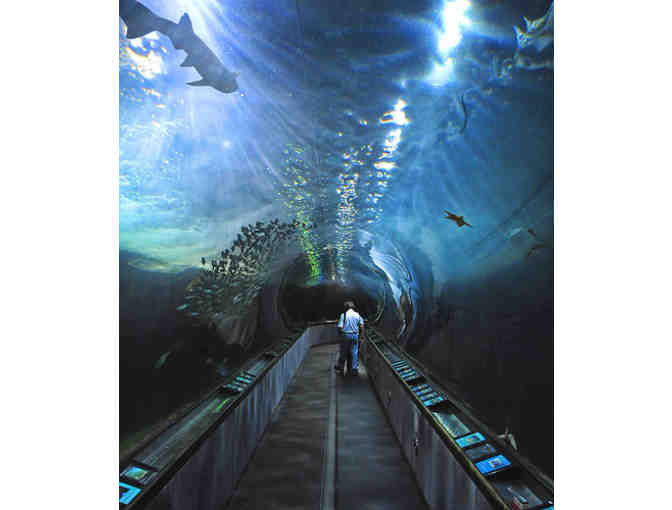Whales, Seals and Sightseeing w/ SF Whale Tours & the Aquarium of the Bay for Two