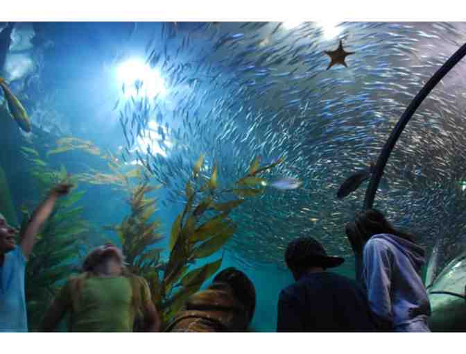 Whales, Seals and Sightseeing w/ SF Whale Tours & the Aquarium of the Bay for Two